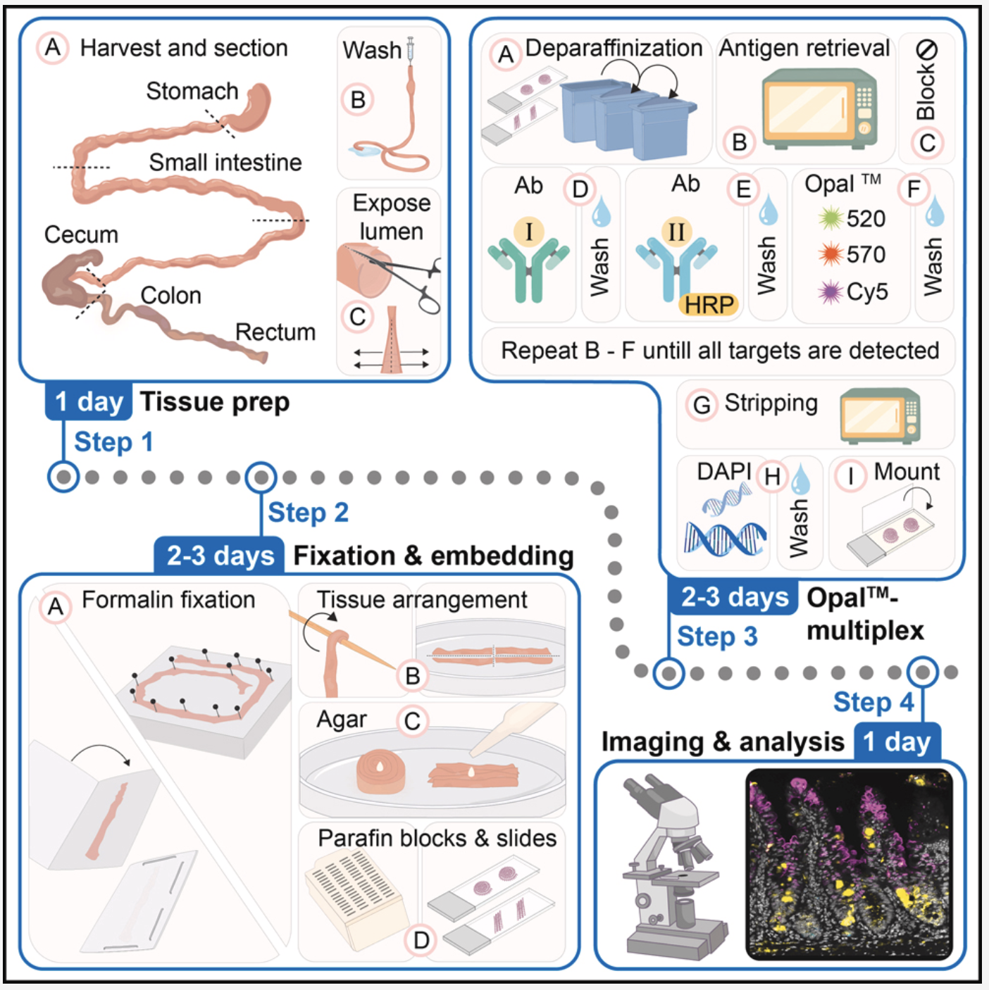 731 訳あり 動作未確認 いろいろまとめて、コムテック cellstar Protocols — Moscat & Diaz-Meco Laboratories